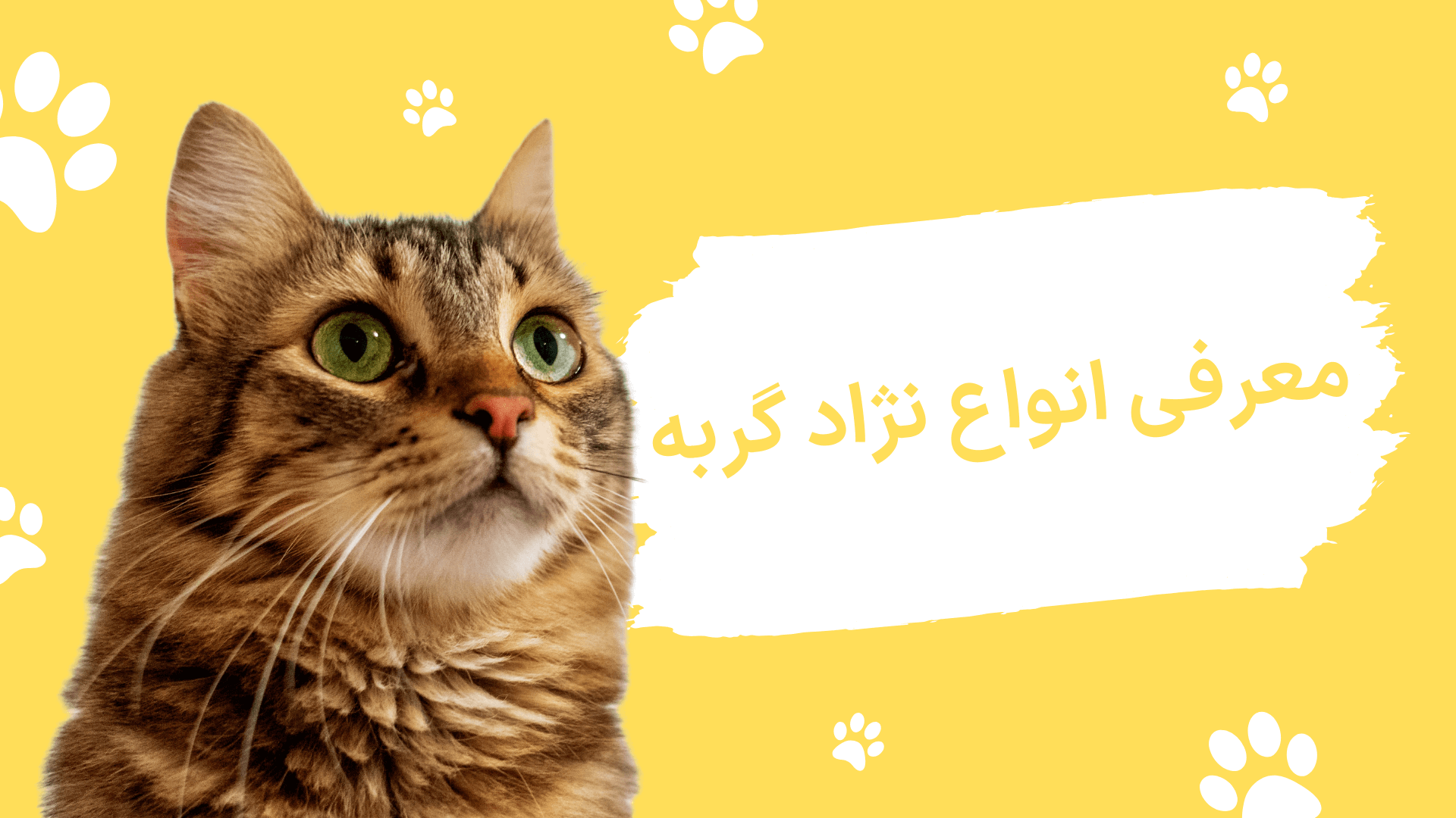 معرفی انواع نژاد گربه