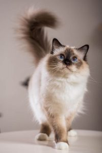 بهترین نژادهای گربه