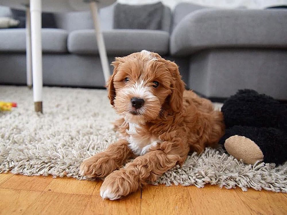 نژاد کاکاپو