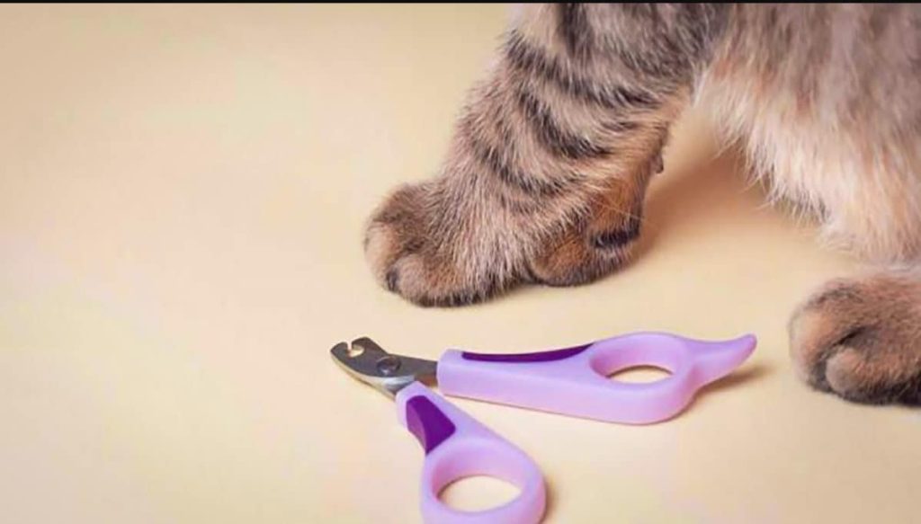 گرفتن ناخن گربه در سه سوت!