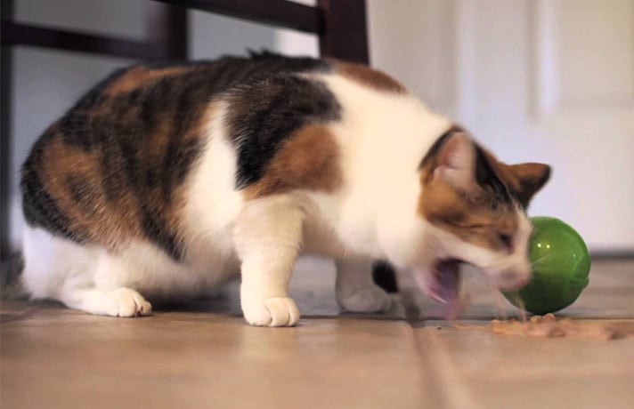 بالا آوردن گربه