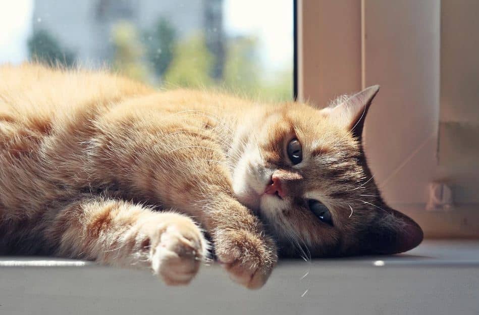 علت بی اشتهایی گربه