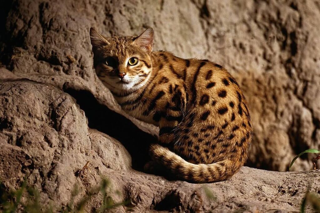 گربه بلک فوت