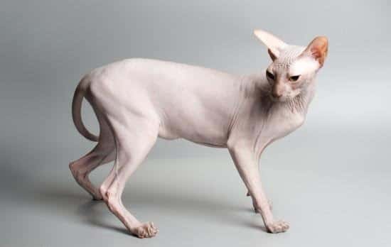 گربه اسفینکس