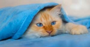 گربه چشم آبی