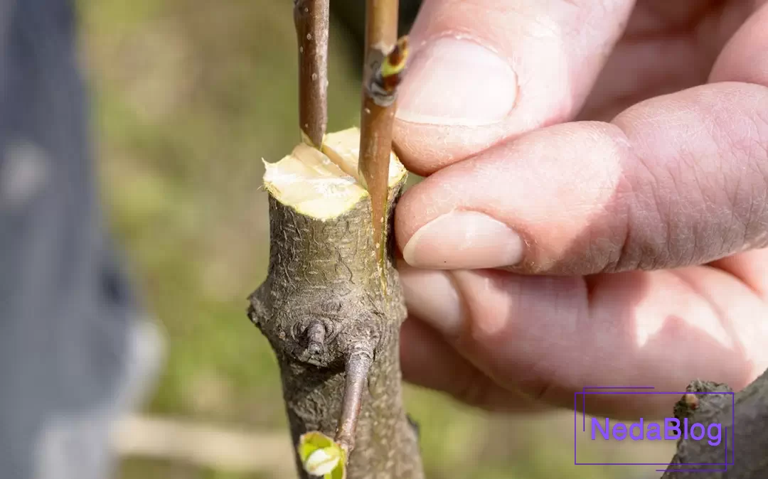 پیوند شکمی و اسکنه ای در کنار هم