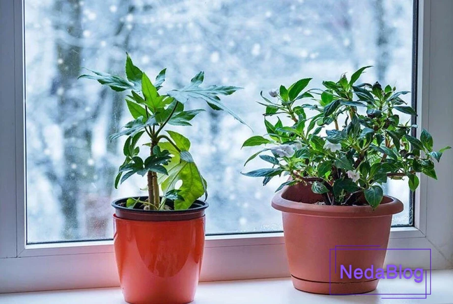 نگهداری از گیاهان آپارتمانی