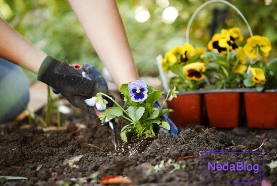 فلاورباکس بنفشه