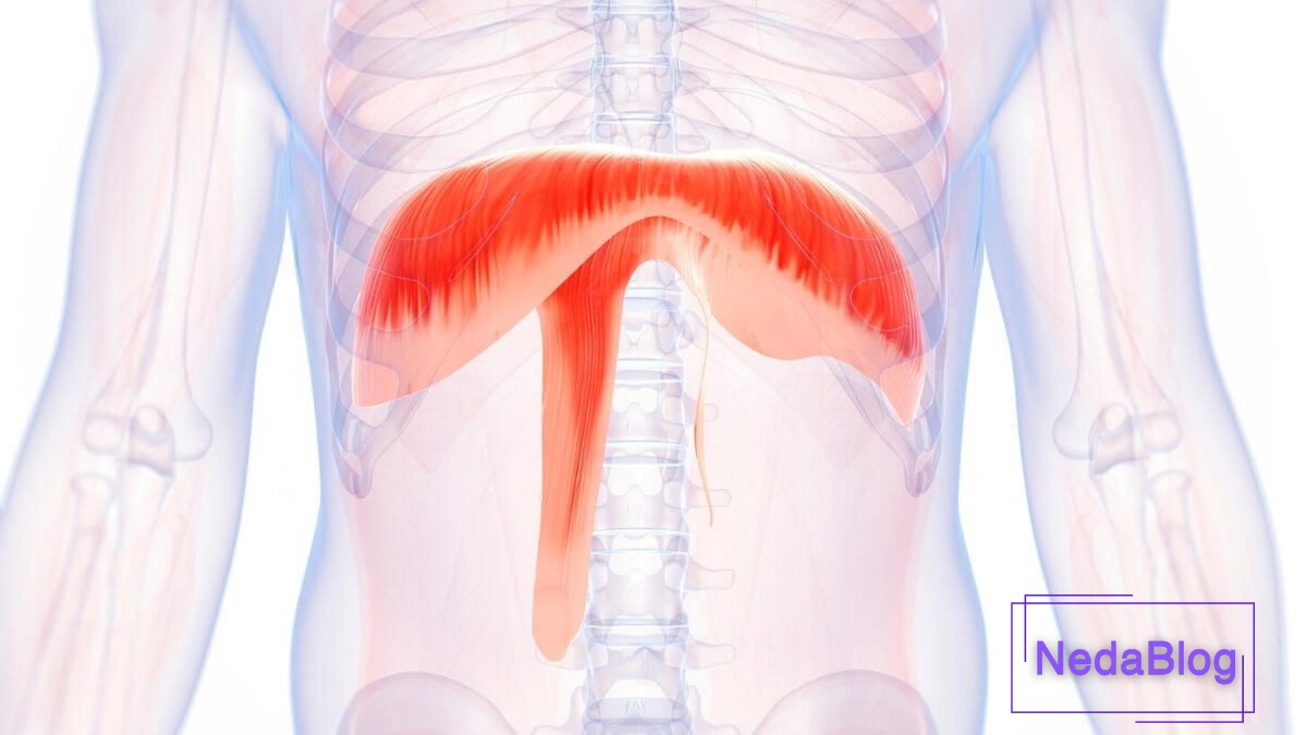 تنفس دیافراگمی در خوانندگی
