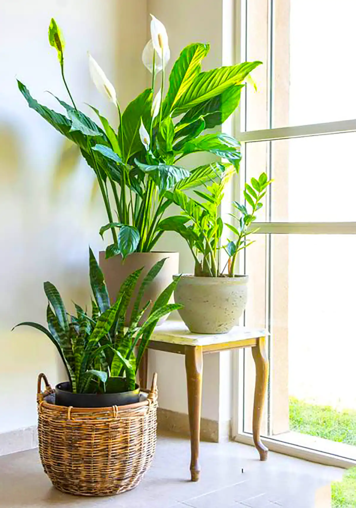 دیزاین خونه با گل های طبیعی