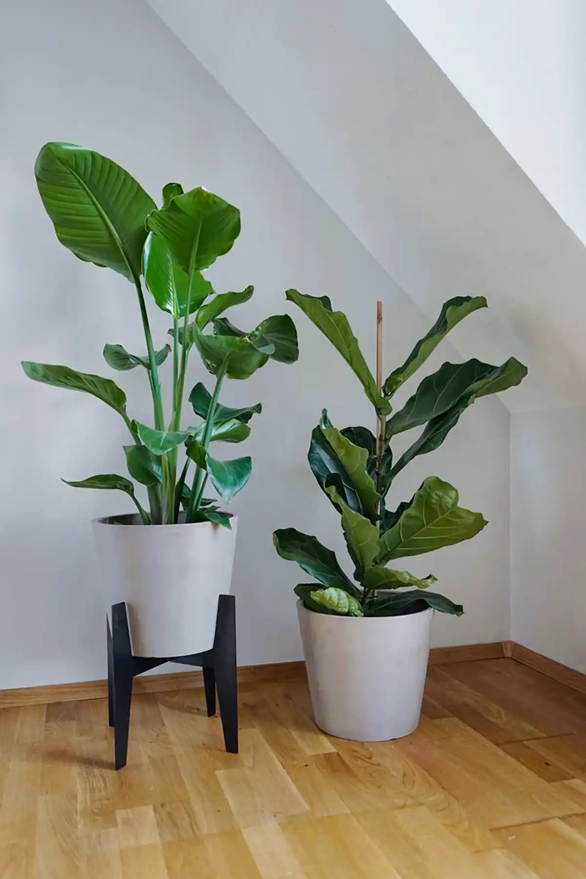 دیزاین خونه با گل های طبیعی