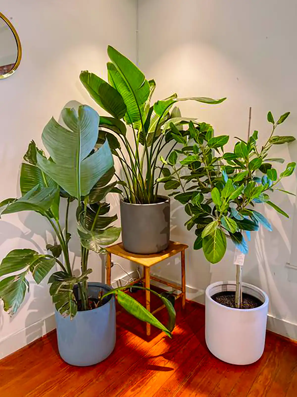 دیزاین خونه با گل های طبیعی