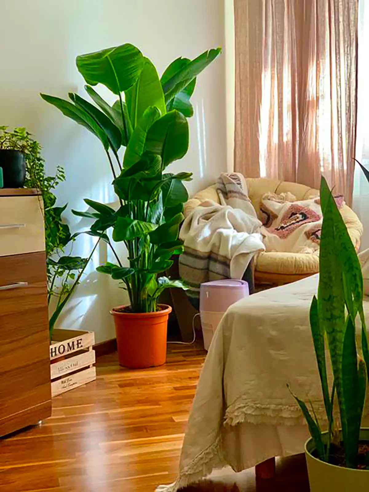 دیزاین خونه با گل های طبیعی