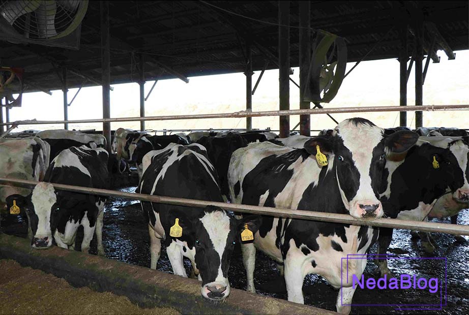 موتور برق برای گاوداری کوچک 