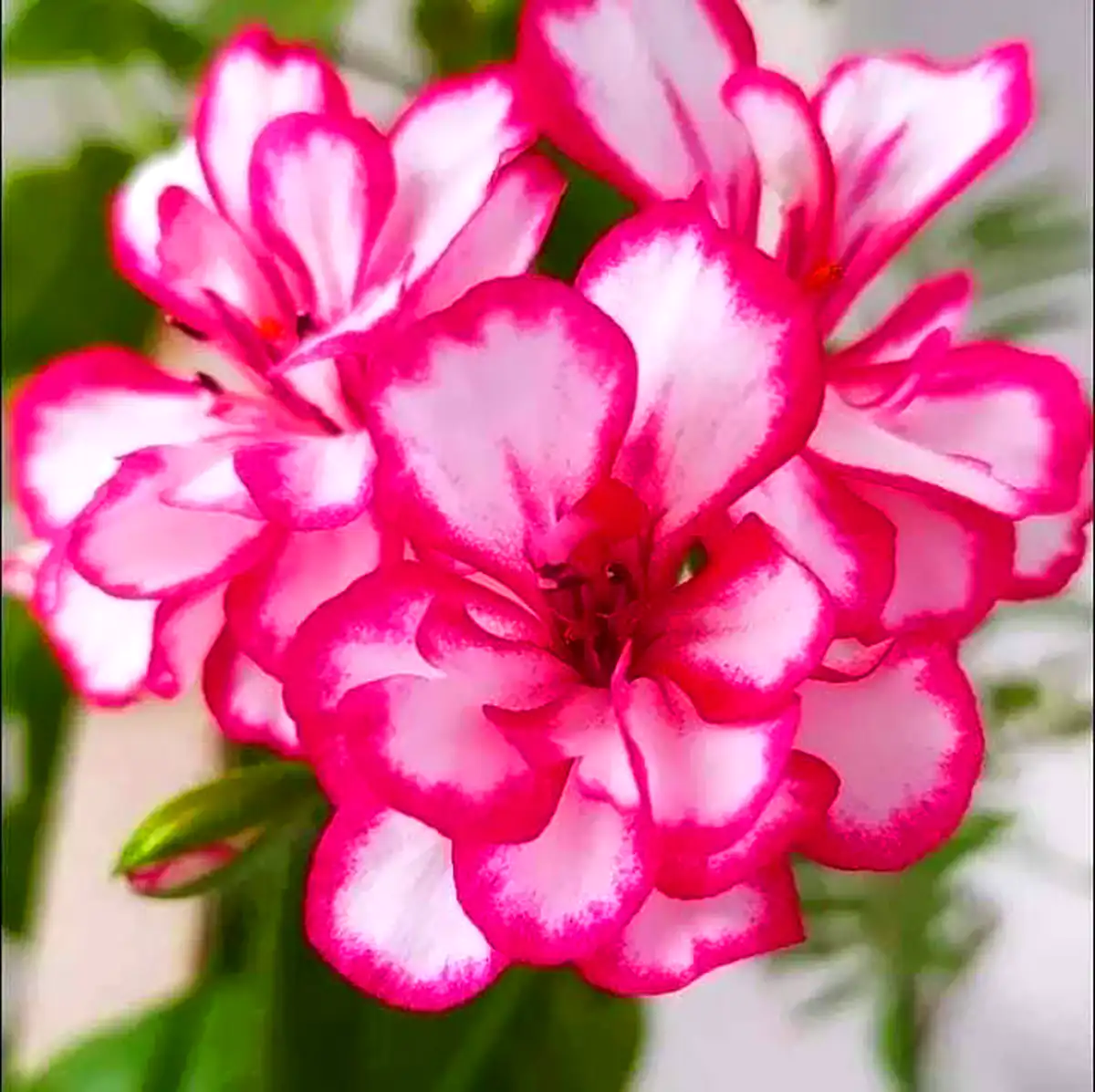 گلدون بهاری خاص