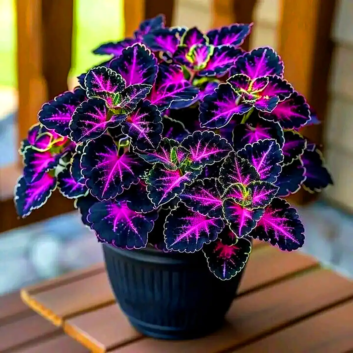 گلدون بهاری خاص