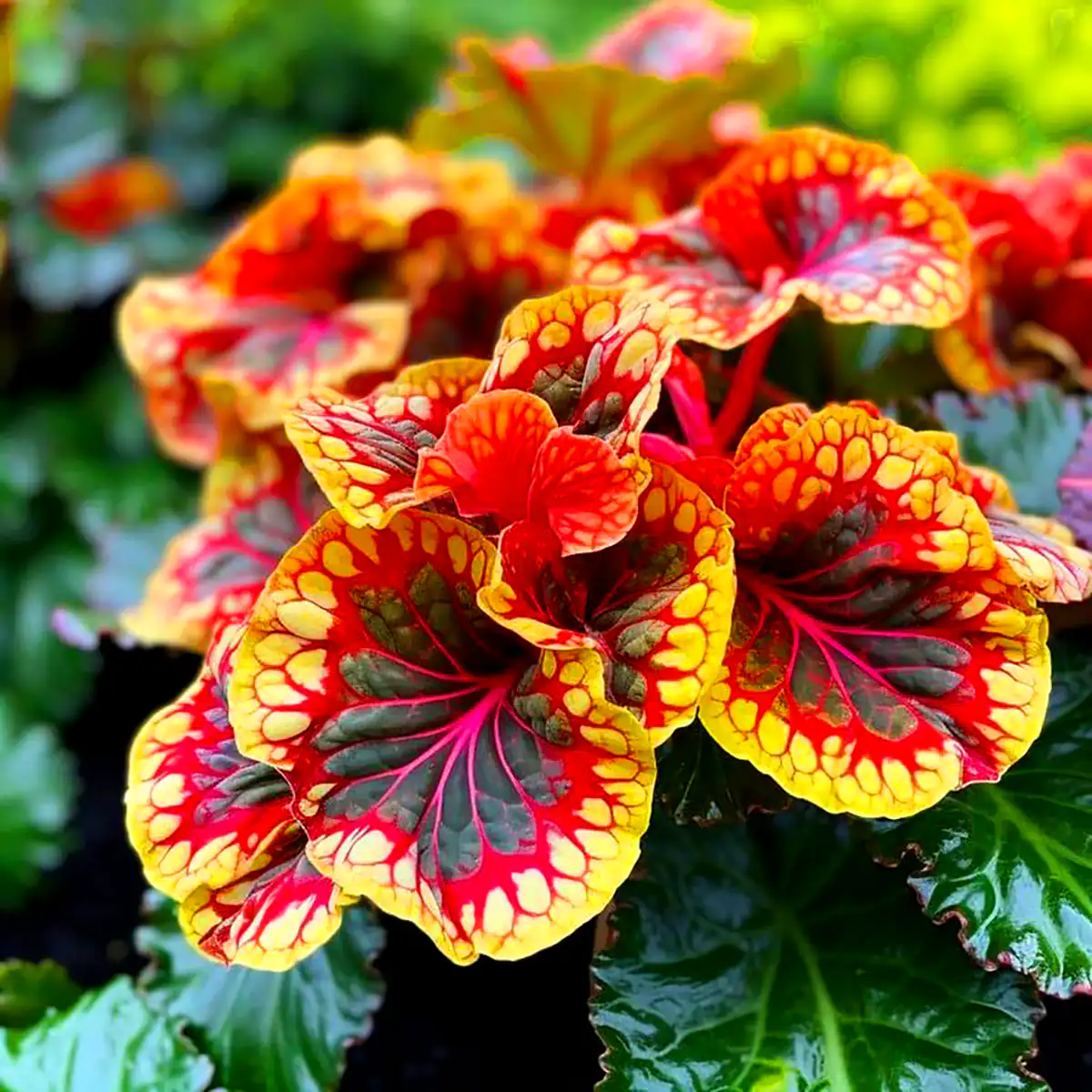 گلدون بهاری خاص