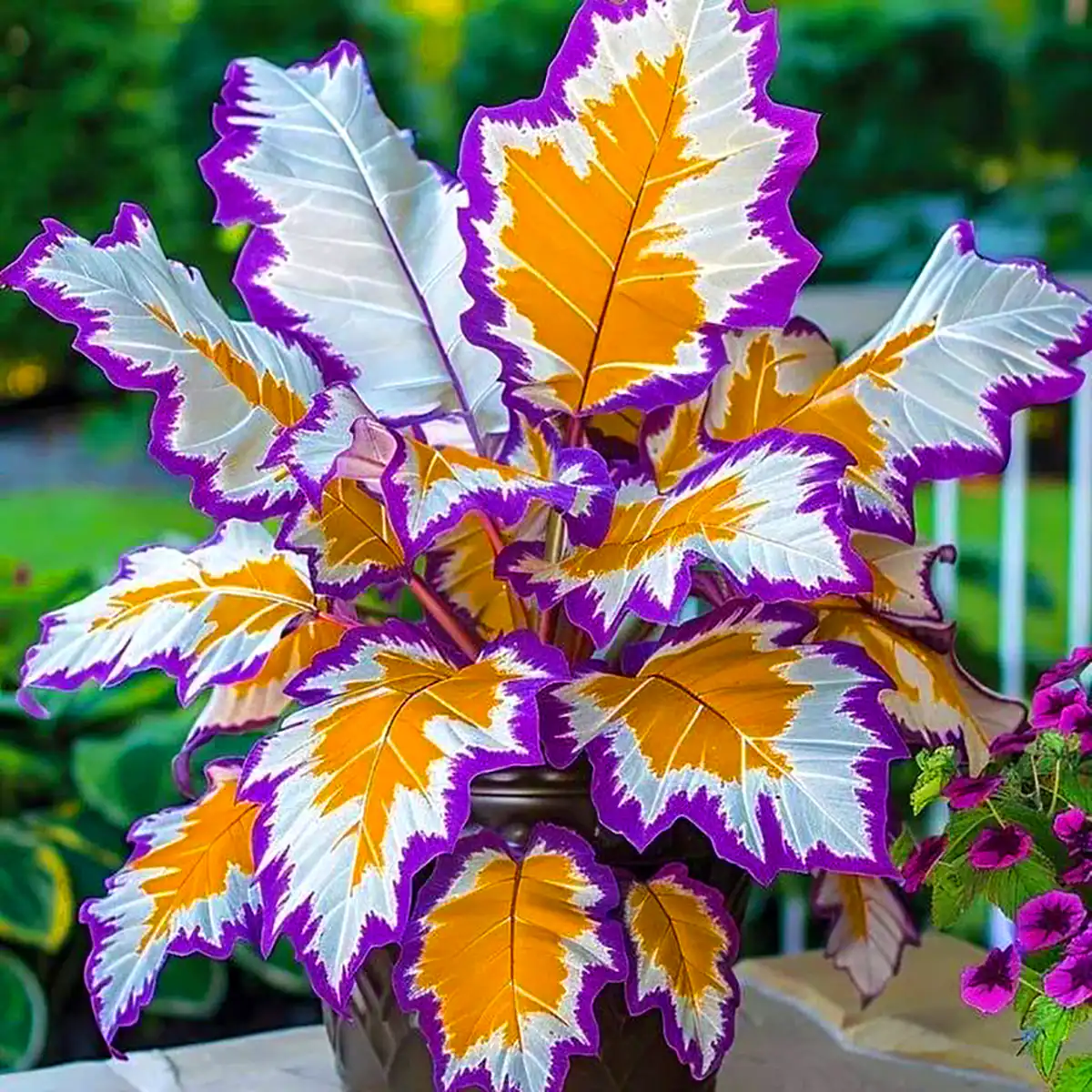 گلدون بهاری خاص