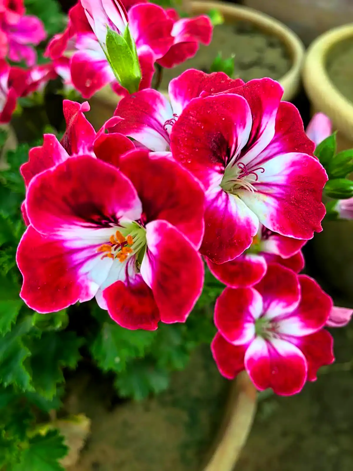 گلدون بهاری خاص