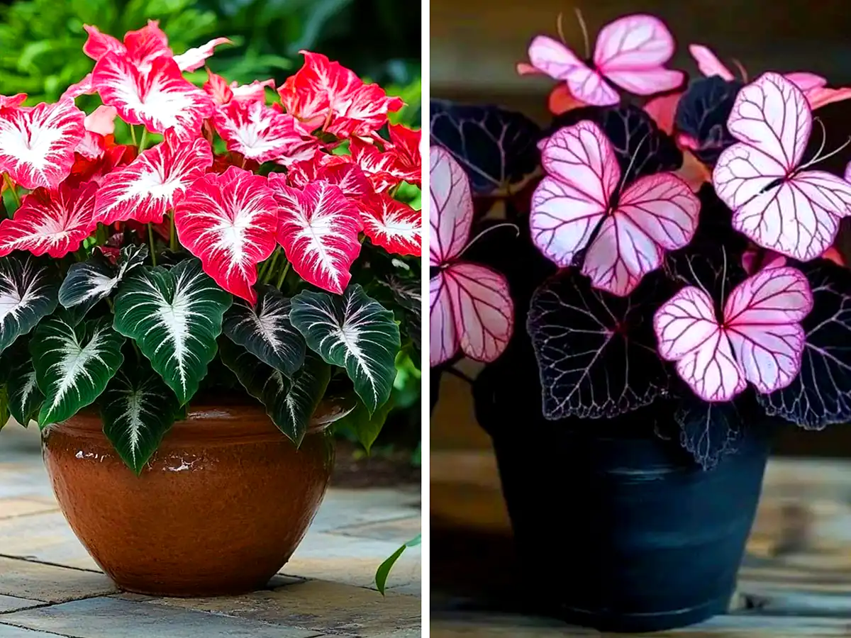 گلدون بهاری خاص