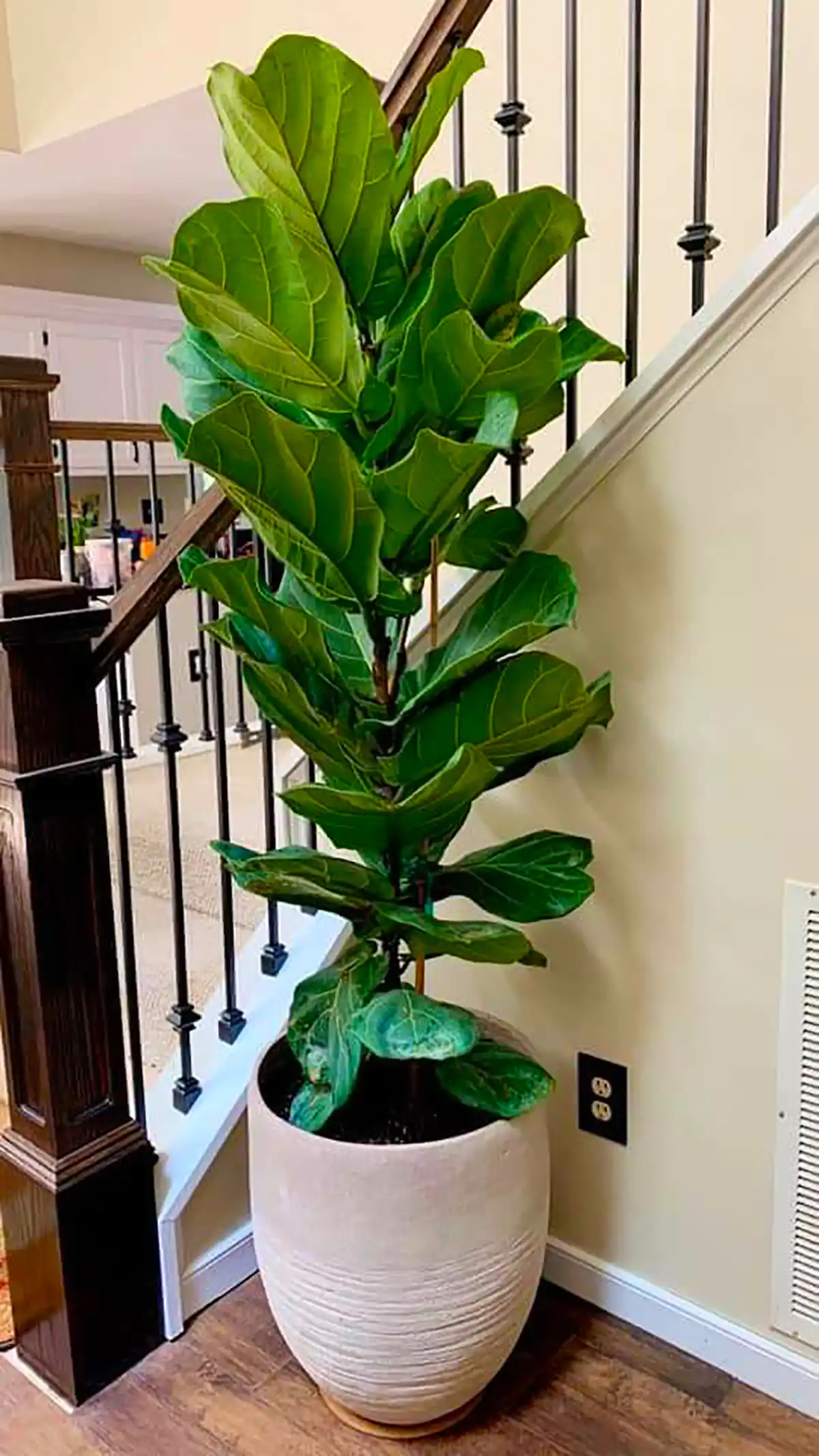 گلدون گل طبیعی شیک