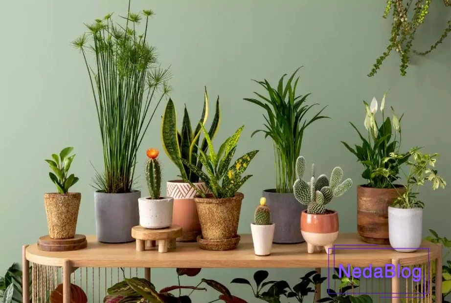 گیاهان آپارتمانی