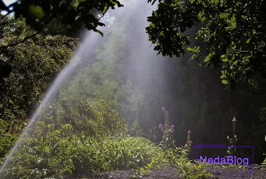 بهترین زمان آبیاری درختان در تابستان