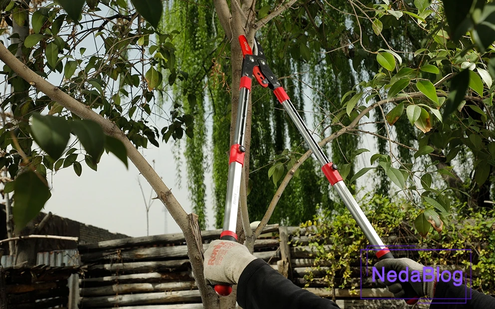 تصویر قیچی شاخه‌زن رونیکس