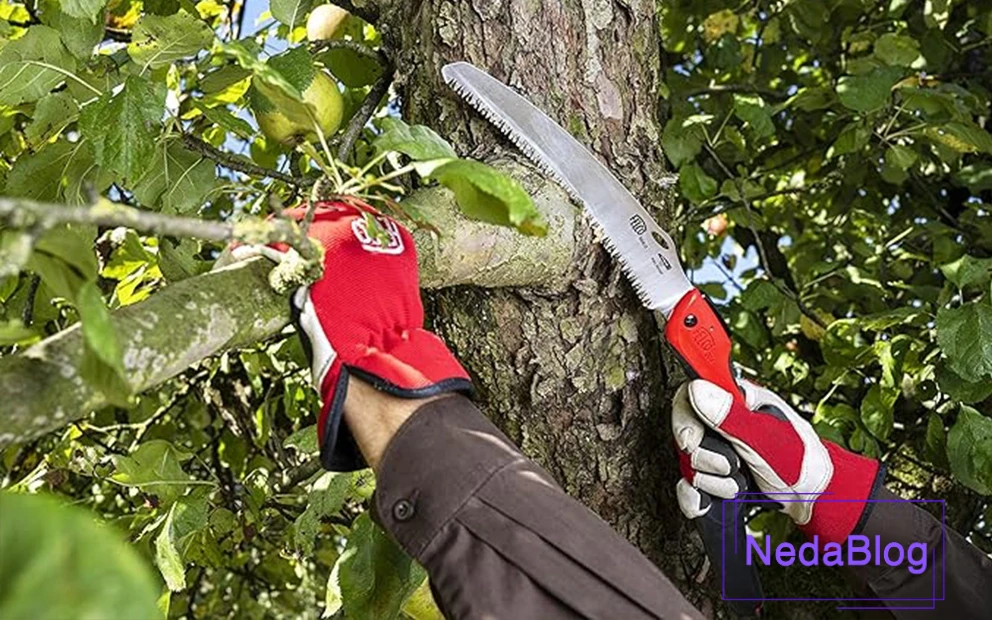 شاخه زن فلکو