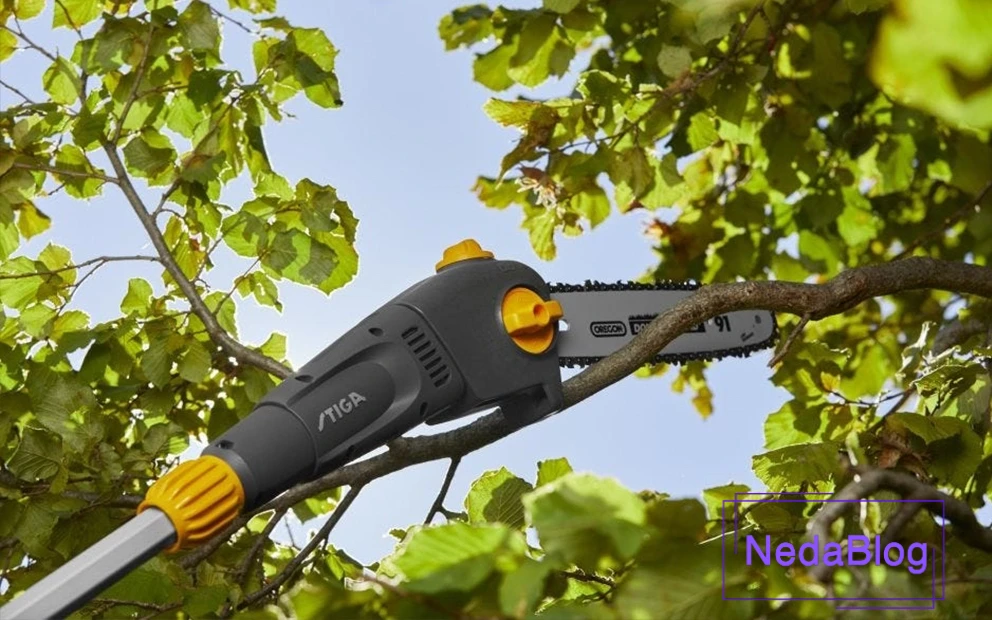 شاخه زن استیگا