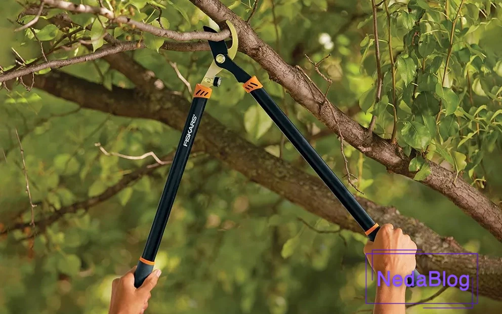 شاخه زن فیسکارس