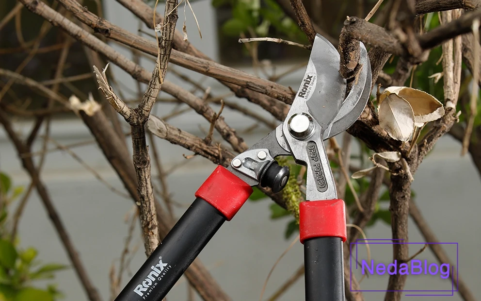 عکس  قیچی شاخه زن رونیکس