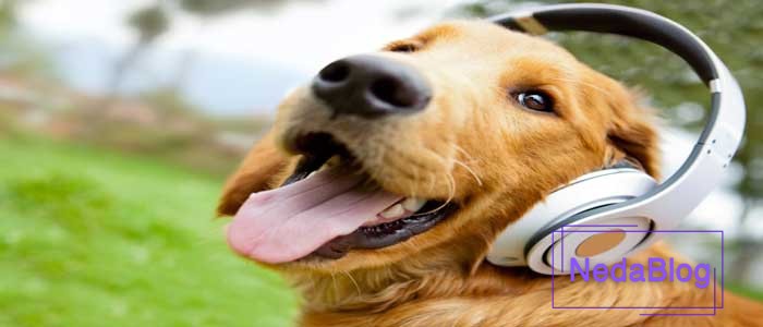 تاثیر موسیقی بر حیوانات مختلف